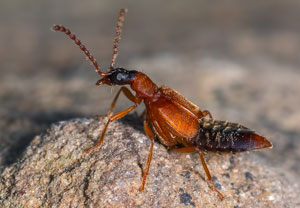 Deleaster dichrous, 31.05.2023, Biberwier