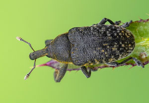 Länglicher Distelrüssler (Larinus planus), 20.05.2023, Altenahr