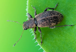 Polydrusus inustus, 19.05.2023, Brühl