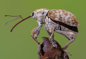 Curculio pellitus, 12.08.2023, Hürth