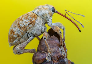 Curculio pellitus, 12.08.2023, Hürth