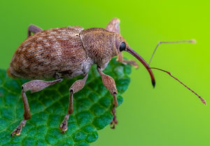 Esskastanienbohrer (Curculio elephas), 19.08.2023, Hürth