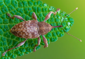 Esskastanienbohrer (Curculio elephas), 19.08.2023, Hürth