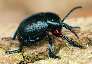 Kleiner Tatzenkäfer (Timarcha goettingensis), 09.03.2010