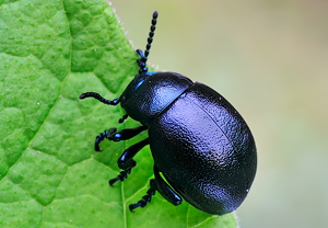 Kleiner Tatzenkäfer (Timarcha goettingensis) &ndash; Foto 1