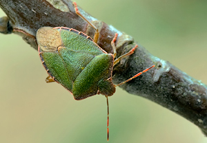 Grüne Stinkwanze (Palomena prasina) &ndash; Foto 2
