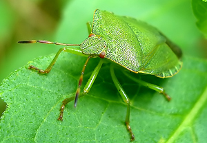 Grüne Stinkwanze (Palomena prasina) &ndash; Foto 3