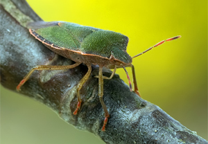 Grüne Stinkwanze (Palomena prasina)