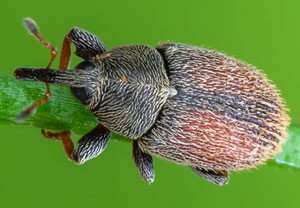 Spitzwegerich-Gallenrüssler (Mecinus pascuorum), 05.05.2023, Hürth