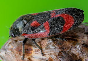 Kiefernblutzikade (Haematoloma dorsatum), 13.05.2023, Vettweiß - Drover Heide