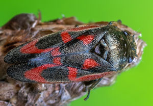 Kiefernblutzikade (Haematoloma dorsatum), 13.05.2023, Vettweiß - Drover Heide