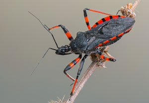Geringelte Mordwanze (Rhynocoris annulatus), 20.05.2023, Rheinbach