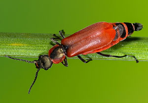 Roter Zipfelkäfer (Anthocomus rufus), 09.10.2023, Wyry