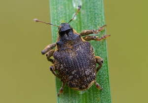 Gekörnter Nesselrüssler (Parethelcus pollinarius), 10.10.2023, Wyry