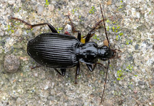 Limodromus longiventris, 10.10.2023, Wyry