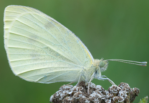 Kleiner Kohlweissling (Pieris rapae) – Foto 2