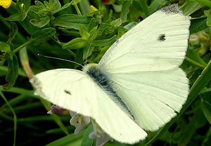 Kleiner Kohlweissling (Pieris rapae)