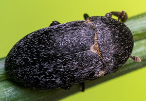 Dermestes laniarius, 12.10.2023, Krakau