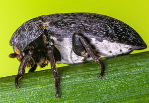 Dermestes laniarius
