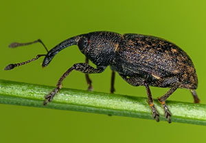 Notaris acridulus, 09.10.2023, Wyry
