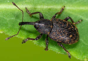 Notaris acridulus, 09.10.2023, Wyry