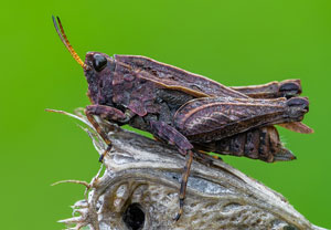 Zweipunkt-Dornschrecke (Tetrix bipunctata), 04.10.2023, Wyry