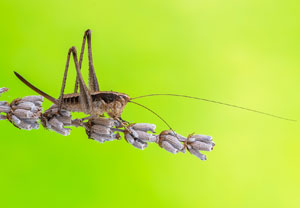 Rhacocleis germanica