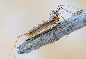 Spinnenläufer (Scutigera coleoptrata), 15.07.2023, Baska