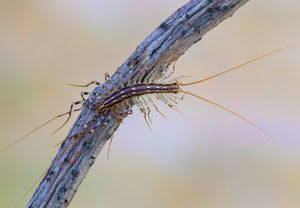 Spinnenläufer (Scutigera coleoptrata), 15.07.2023, Baska