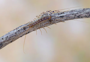Spinnenläufer (Scutigera coleoptrata), 15.07.2023, Baska