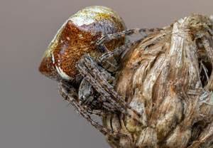 Zweihöckerige Kreuzspinne (Gibbaranea bituberculata), 13.05.2023, Vettweiß