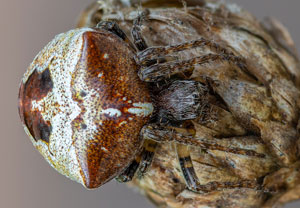 Zweihöckerige Kreuzspinne (Gibbaranea bituberculata), 13.05.2023, Vettweiß