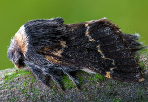 Kleine Pappelglucke (Poecilocampa populi), 15.10.2025, Wyry