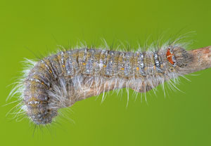 Kleine Pappelglucke (Poecilocampa populi), 21.05.2023, Vallendar