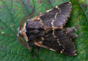 Kleine Pappelglucke (Poecilocampa populi)