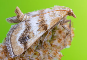 Metasia suppandalis, 07.07.2023, Baska