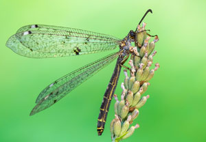 Vierfleckige Ameisenjungfer (Distoleon tetragrammicus), 15.08.2026, Medulin