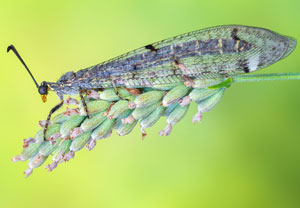 Vierfleckige Ameisenjungfer (Distoleon tetragrammicus), 15.08.2026, Medulin