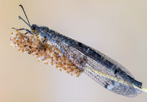 Vierfleckige Ameisenjungfer (Distoleon tetragrammicus), 06.07.2023, Baska
