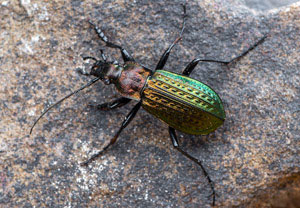 Körniger Laufkäfer (Carabus granulatus), 24.03.2019, Brühl