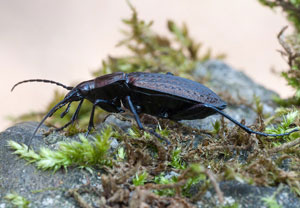 Körniger Laufkäfer (Carabus granulatus), 24.03.2012, Köln, Wahnerheide