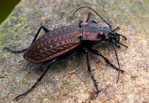 Körniger Laufkäfer (Carabus granulatus), 21.10.2025, Zawoja
