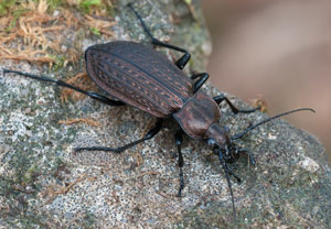 Körniger Laufkäfer (Carabus granulatus), 24.03.2012, Köln, Wahnerheide