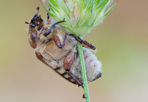 Behaarter Maikäfer (Anoxia villosa), 04.07.2015, Plan-de-la-Tour