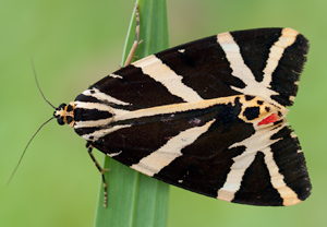 Russischer Bär (Euplagia quadripunctaria), 30.07.2011
