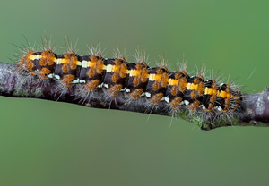 Russischer Bär (Euplagia quadripunctaria), 15.06.2020