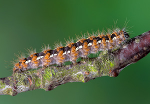 Russischer Bär (Euplagia quadripunctaria), 15.06.2020