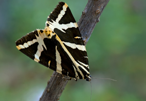Russischer Bär (Euplagia quadripunctaria)