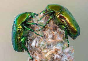 Großer Rosenkäfer (Protaetia speciosissima), 21.07.2022, Pag