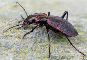 Schluchtwald-Laufkäfer (Carabus irregularis), 12.05.2024, Holzgau